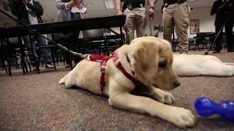 Cute sheriff puppies newest stress relievers at Pima County jail